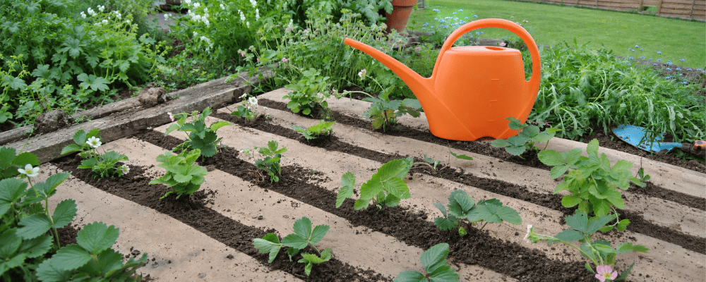 Carré potager en bois de palette recyclée avec des fraisiers